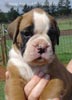 Tanyati Z Litter