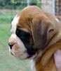 Tanyati Z Litter