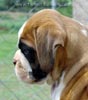 Tanyati Z Litter