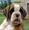Tanyati Z Litter