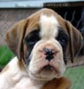 Tanyati Z Litter