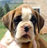 Tanyati Z Litter
