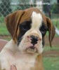 Tanyati Z Litter