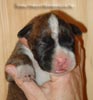 Tanyati Z Litter