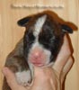Tanyati Z Litter
