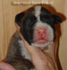 Tanyati Z Litter
