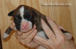 Tanyati Z Litter