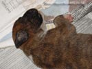 Tanyati Z Litter