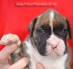 Tanyati Z Litter