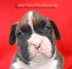 Tanyati Z Litter