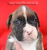 Tanyati Z Litter