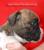 Tanyati Z Litter