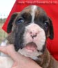 Tanyati Z Litter