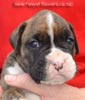 Tanyati Z Litter
