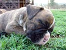 Tanyati Z Litter