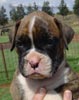Tanyati Z Litter