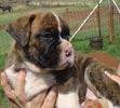 Tanyati Z Litter