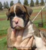 Tanyati Z Litter