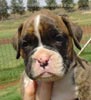Tanyati Z Litter