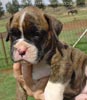 Tanyati Z Litter