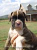 Tanyati Z Litter