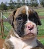 Tanyati Z Litter