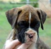 Tanyati Z Litter