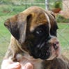 Tanyati Z Litter