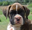 Tanyati Z Litter