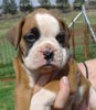 Tanyati Z Litter