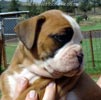 Tanyati Z Litter