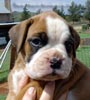 Tanyati Z Litter