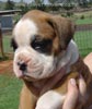 Tanyati Z Litter