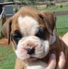 Tanyati Z Litter