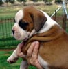 Tanyati Z Litter