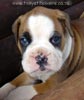 Tanyati Z Litter