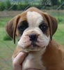 Tanyati Z Litter