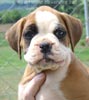 Tanyati Z Litter