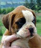 Tanyati Z Litter