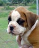 Tanyati Z Litter