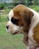 Tanyati Z Litter