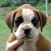 Tanyati Z Litter