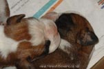 Tanyati Z Litter