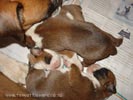 Tanyati Z Litter