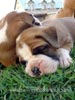 Tanyati Z Litter
