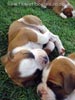 Tanyati Z Litter