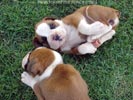 Tanyati Z Litter