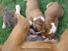 Tanyati Z Litter