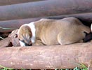 Tanyati Z Litter