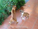 W Litter Fawn & White Boy